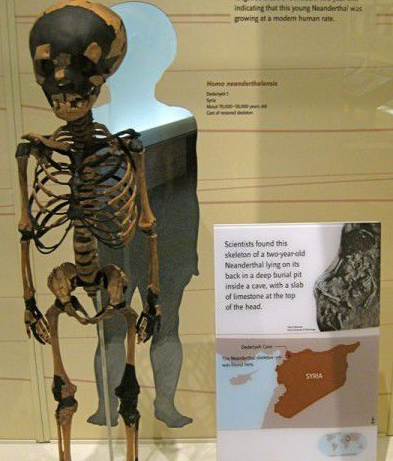 尼安德特人：现代欧洲人祖先的近亲，因其化石发现于德国尼安德特山谷而得名