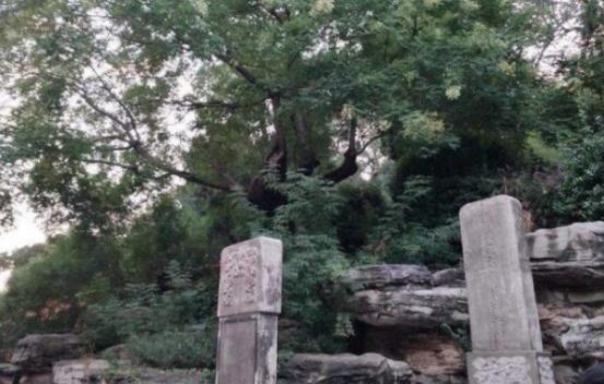 吊死崇祯皇帝的那棵树如今怎么样了？