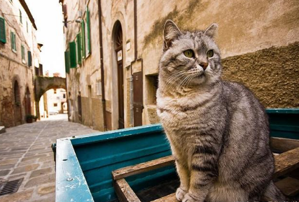 为什么欧洲的中世纪贵族不喜欢猫 主要的原因是什么
