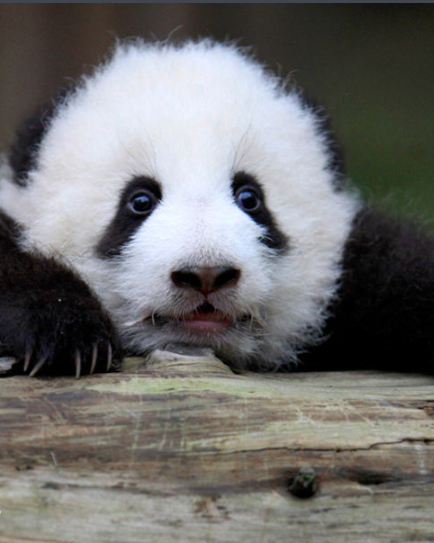 中国国宝大熊猫,世界上最可爱的动物之一