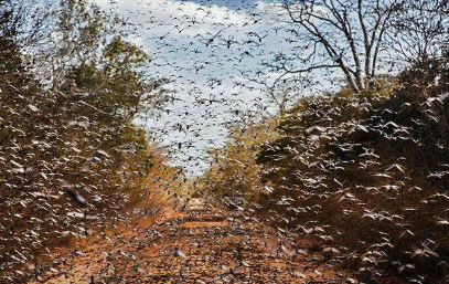 古时候闹蝗灾 为何百姓不吃蝗虫充饥呢