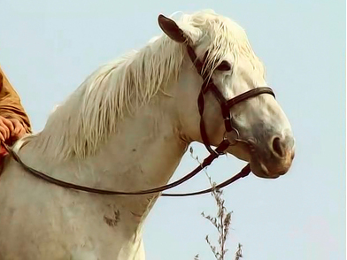 凡是骑过的卢马的人都会跟着倒霉 为何唯独刘备没事呢