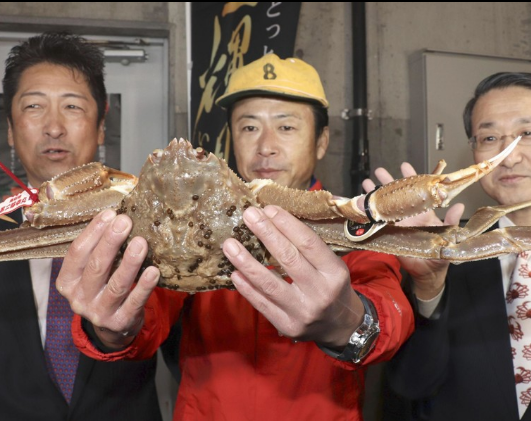 日本一螃蟹拍出500万日元高价 破吉尼斯世界纪录