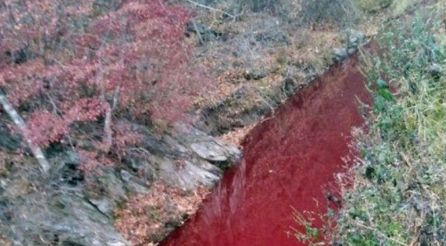 韩宰近5万头猪遏制猪瘟蔓延 河流被猪血“染红”