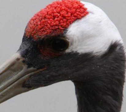 揭秘古代鹤顶红的神秘面纱 古人到底用什么毒药命名鹤顶红