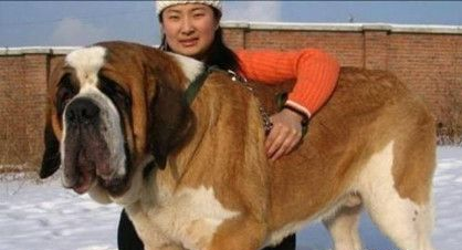 世界上最大的狗是怎么排行的？哪一个种类的狗排名第一？