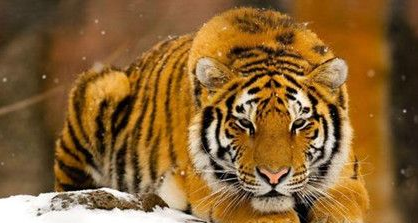 世界上最大的老虎是哪一种？最大的老虎体型有多大？