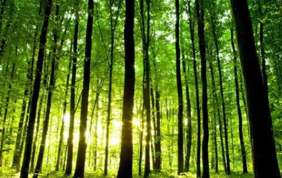 梦见“树林”有什么含义？与哪些现实的影响有关？