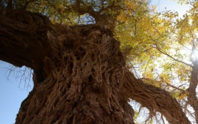 “百年的大树”下一句是什么？关于十年、百年的歇后语介绍