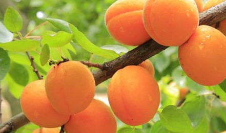 梦见“杏树”象征什么？与哪些现实的影响有关？