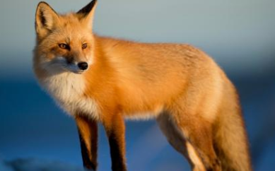 梦见“狐狸”是什么意思？都暗示了哪些心理？