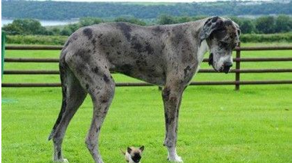 世界上最大的狗是怎么排行的?哪一个种类的狗排名第一