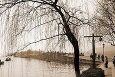 晚唐诗人雍裕之《柳絮》，缘渠偏似雪，莫近鬓毛生