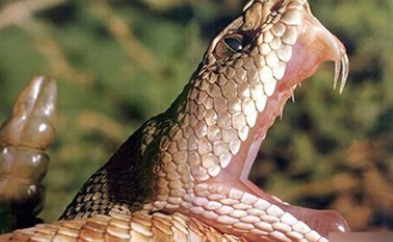 梦见“毒蛇”有何含义？都代表了哪些心理？