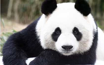 野生的大熊猫会攻击人吗？野外偶遇大熊猫要怎么办？