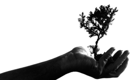 梦到“栽树”有哪些寓意？代表了怎样的心理？