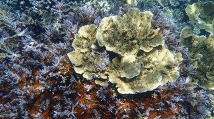 海底玫瑰园在什么地方？海底玫瑰园是怎么形成的？