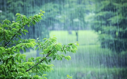 雨水节气的天气有哪些特点？各地区的降雨量分别是多少？