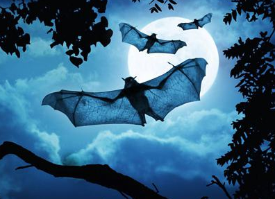 “蝙蝠”有什么象征和寓意？蝙蝠的历史文化介绍！