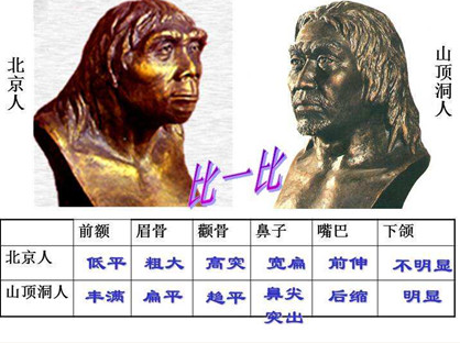 山顶洞人和北京人的区别在哪里?山顶洞人的种族特征是什么？