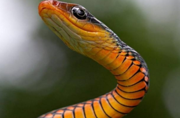 传说中，蛇要如何进化成龙？要经过怎样的磨练和修行？