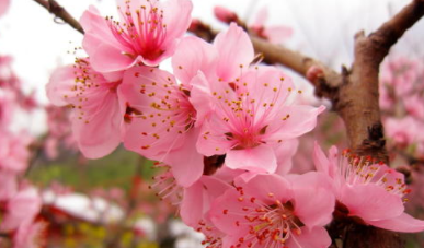 梦见“桃花”是好是坏？又代表哪些含义呢？