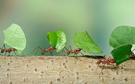 “蚂蚁爬树”语底是什么？奋发进取类的歇后语介绍