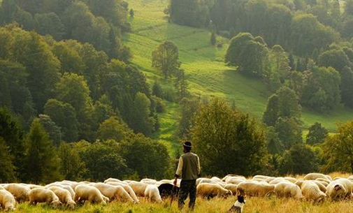 梦见“牧羊人”象征了什么？与现实的哪些影响有关？