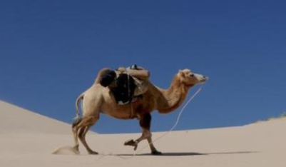 沙漠中死掉的骆驼，不能食用的原因是什么？