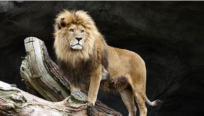 狮子的体型有多大?