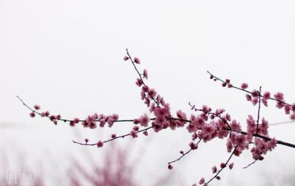 唐代诗词赏析之春园即事，该诗词表达了什么情感？