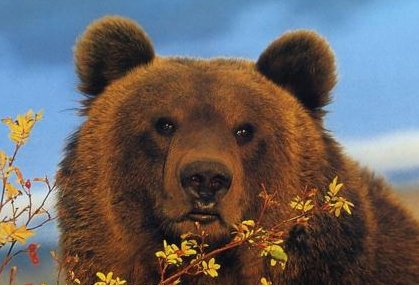 为什么俄罗斯这么喜欢熊？熊在俄罗斯象征着什么？
