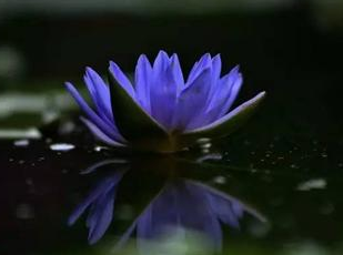 《清平乐·池上纳凉》清代项鸿祚，原文翻译赏析