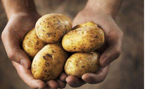 土豆是什么垃圾？土豆属于湿垃圾