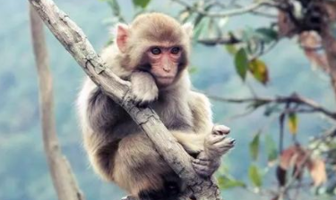 梦见“猴子”是什么意思？都暗示了哪些心理？