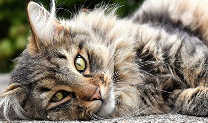 梦见“野猫”有何含义？都代表了哪些心理？