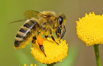 梦见“蜜蜂”有何含义？都代表了哪些心理？