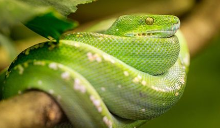 梦见“绿蛇”是好是坏？与现实的哪些事相关？