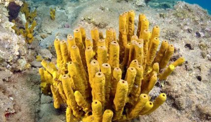 海绵动物是怎样形成的？海绵动物有哪些？