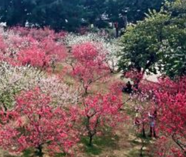 吴融的诗【桃花】，满树和娇烂漫红，万枝丹彩灼春融