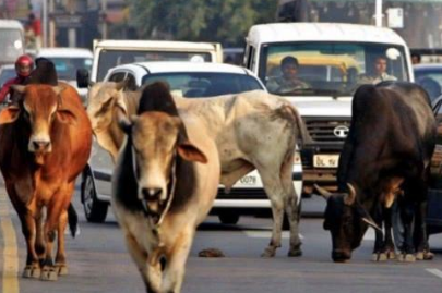 印度为什么将牛搬上神坛？现在印度的神牛都怎么样了？