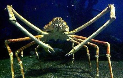 世界上最大的巨型杀人蟹在哪里？巨型杀人蟹的体型有多大？