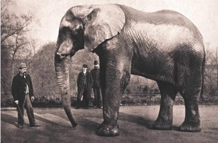 一头被判处绞刑的大象，它做错了什么要这么对它？