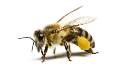 “蜂子虽小”语底是什么？关于讽刺、嘲讽的歇后语介绍