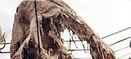 太平洋怪兽属于哪种已知生物?太平洋怪兽到底是什么?