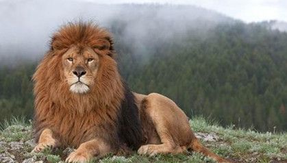 狮子的体型有多大?