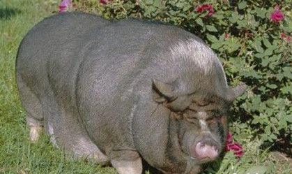 世界上最贵的猪是什么猪？最贵的猪的价值是多少？
