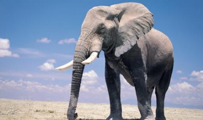 梦见“大象”是什么意思？都暗示了哪些心理？