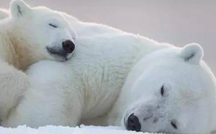 根据研究表明，世界上最大的北极熊可重达多少公斤？