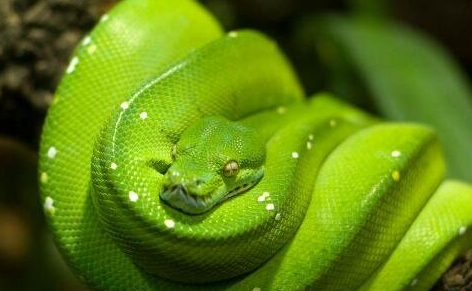 盘点世界上最漂亮和最可爱的蛇，分别是哪些呢？